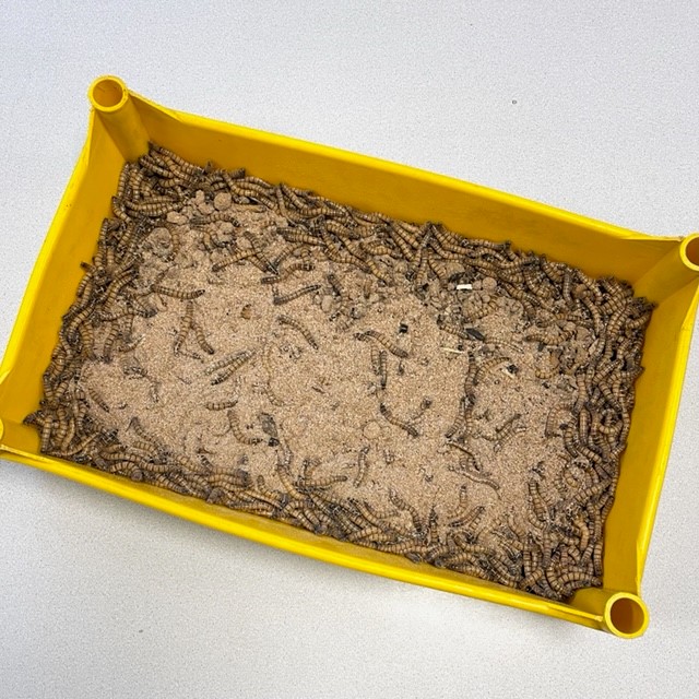 Moriowormen Bulk 2,5  kg.